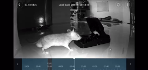 Perangkap Tikus Jebakan Tikus Ampuh Mouse Trap Besar Jepit Jepretan Penangkap Tikus Otomatis Kuat