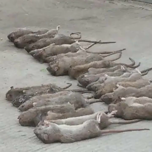 🐀1 คืน หนูตายหมด🐀ยาเบื่อหนู (หนูชอบมาก) ยากำจัดหนู สูตรใหม่ ผลิตใหม่ ยากำจัดหนูถาวร ไม่ต้องผสมอาหาร (สูตรผสมธัญพืชที่หนูชอบอัดแน่น)