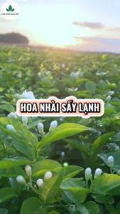 Hoa nhài sấy lạnh 500g trà lài nguyên bông nụ trắng thơm dùng pha trà ướp trà hương vị tự nhiên