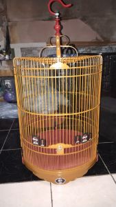 sangkar murai no 3 ebod jaya soloan tebok bambu ceper lis timbul