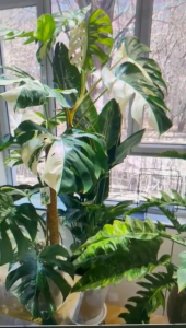 Yewfex 5ft 4ft Fiber Coco Stick Plant Support Stick Pole Stick Rod Climber Plant Batang Sabut Pokok Sabut Tiang 椰丝 柱子