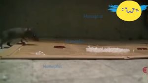 Lem Tikus Papan Perangkap Lengket Cap Badak
