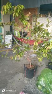 Cây hồng quân đang có trái. Hàng thuần chậu