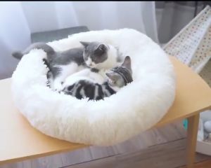 Pet Bed Dog Bed Cat Bed dog sleeping bed Warm Soft kani bed pet beds washable bed for dog shih tzu