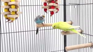 คอนไม้นก คอนนกเกาะ คอนนกไม้ธรรมชาติ ที่ยืนนก ของเล่นนกแก้ว 12cm 15cm 20cm 25cm 30cm ฟอพัส หงษ์หยก เลิฟเบิร์ด ค๊อกคาเทล