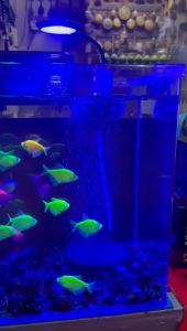 4077 FISH POWER 鱼动力 ULTRA SILENT AIR PUMP AC/DC FW-8901 AQUARIUM OXYGEN PUMP