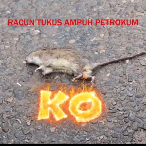 [Paket 50 Pak] Racun Tikus PETROKUM Umpan Pembasmi Basmi Tuntas Manjur Obat Anti Curut Asli Original