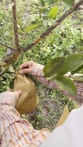 100 ใบ ถุงห่อผลฝรั่ง ถุงห่อผลไม้ ถุงห่อมะม่วง ใช้ห่อกันแมลง เพลี้ย แสงแดดไม่ต้องห่อกระดาษทับ ใช้ซ้ำได้ ไม่มีไอน้ำเกาะในถุง ถุงห่อฝรั่ง 20x25 ซม ถุงห่อผลมะม่วง【COD】