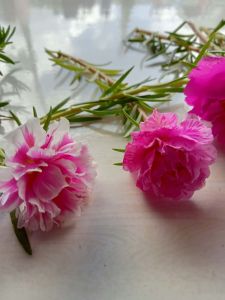 Carnation Pink and String Pink  Fushia Glaze  Fushia Pink Pinkish Red Vietnam Rose 25 Cuttings only