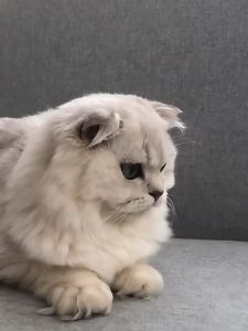 เครื่องจ่ายน้ำอัตโนมัติสุนัขและแมว เครื่องจ่ายน้ำสำหรับสัตว์เลี้ยง ตู้น้ำสำหรับสัตว์เลี้ยงอัตโนมัติ Pet water dispenser