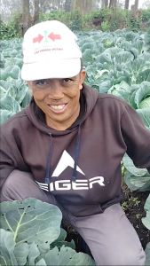 Benih Bibit Kubis TALENTA F1 400 Butir Cap Panah Merah untuk Dataran Rendah dan Tinggi