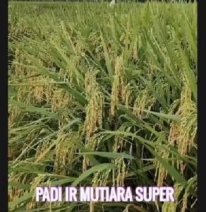 BENIH PADI IR MUTIARA SUPER JUMBO KUALITAS UNGGUL PER 10KG