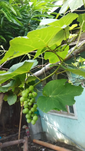 1+1 BIG RED CATAWBA HIGH QUALITY ROOTED SEEDS MALALAKI ANG BUNGA AT MATAMIS