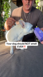 HICC PET Hypoallergenic Pet Grooming Gloves Dogs and Cats Rabbit All Pet Wet Tissue Gloves Cleaning Bath Spa gloves Pet Cleaning gloves Portable outdoor pet wipes pet care wet glove 宠物湿巾/宠物干洗湿巾