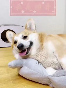 6Pcs 1Pack Pet Disposable Wipes Gloves / Cleaning Gloves Kucing Anjing / Dry Cleaning Sarung Pet / Sarung Tangan Pembersih Hewan / sarung tangan hewan peliharaan / wet gloves pet SH U33