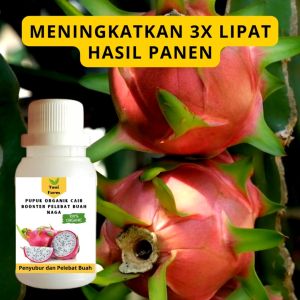 Pupuk Naga Cepat Berbuah / Pupuk Pelebat Buah Naga / Pupuk Booster Naga Cair