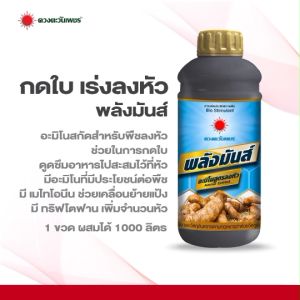 ปุ๋ยน้ำ พลังมัน สูตรลงหัว (ขนาด 1 ลิตร) ดวงตะวันเพชร