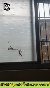 🦎ตัวตุ๊กแกหายไปทันทีเหมือนไม่เหลือร่องรอย!🦎ไล่จิ้งจก สเปรย์ ยาไล่จิ้งจก ยากำจัดจิ้งจก ไล่ตุ๊กแก ยาจิ้งจก