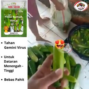Benih Bibit Timun Lalap Baby Tahan Gemini Virus Shakti F1 Cap You Seed-timun lalap dataran menengah - tinggi.mp4