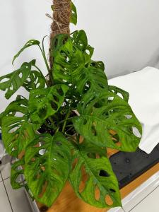 【FAST SHIPPING】Monstera Adansonii 龟背竹 Plant Live