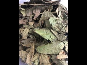 MM- Ikg Herba kering gelenggang / 1kg Cassia alata dried herbs