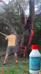 1 drop kills a century-old tree racun pokok paling kuat Root rot 10 meters deep racun pokok kayu besar 10 times stronger than sulfuric acid murah racun rumput paling kuat cepat mati racun rumput mati akar tree killer weed killer Racun rumput sambau 除草剂