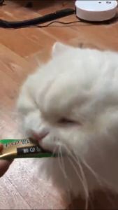 YTL🐱ขนมแมวเลีย 50ซอง อาหารแมวเลีย ขนมแมว อาหารแมวเลีย ขนมแมวเลีย แมวเลีย 3 รสชาติ 15g ขนมโปรดของแมว