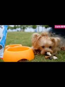 Dog dental chew bone dog treat pet molar bone oral hygiene dog food