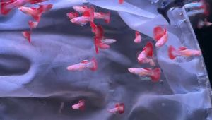 5pcs Albino Anaconda Guppy Fish(Male)/ Livefish/ Freshwater/ 孔雀鱼