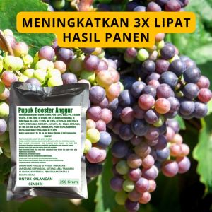 Pupuk Booster Anggur: Cara Meningkatkan Kualitas Buah