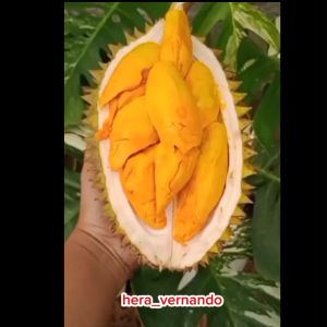 Bibit Durian Lay Super Hasil Okulasi