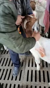 100Pcs Numbered Livestock Ear Tags Labels with Animal Ear Tag Applicator Plier Identification Tool for Pig Cow Goat Sheep