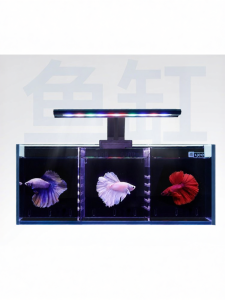 Yee | Ultra Clear Multi-Compartment Filtered Betta Fish Aquarium