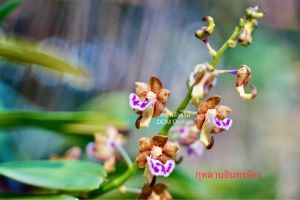 กุหลาบอินทรจักร กล้วยไม้กุหลาบอินทรจักร ต้นสวยๆ 8-15 คู่ใบ ขนาดจัดส่งตามภาพตัวอย่าง 1 ตะกร้า/ดม กล้วยไม้