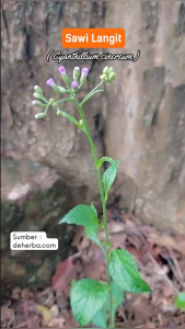 Daun Sawi Langit Segar / Obat Herbal Daun Sawi Langit Segar