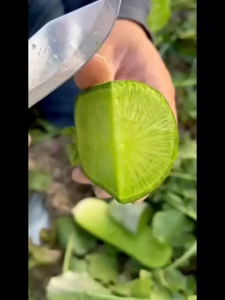 Benih Lobak Hijau(50 Seeds)/青大萝卜籽/Green Radish Seeds