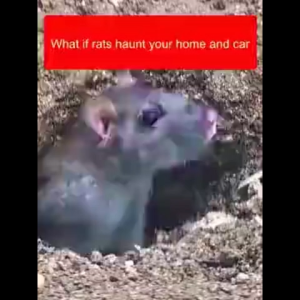 Rat Killer Rodent Repellent Rat Repellant Gel For Home Drive Away Mice Powerful Rat Removal