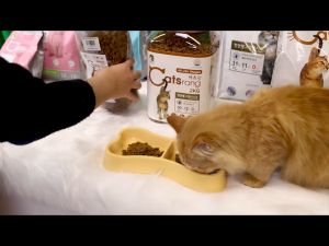 Thức Ăn Hạt Dinh Dưỡng Cho Mèo Catsrang - Thức Ăn Cao Cấp Đến Từ Hàn Quốc