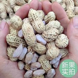 Flavored Peanuts Dried Shell Included Snack