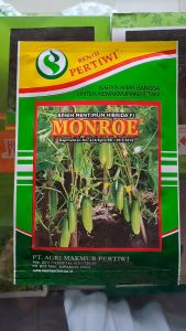 BENIH MENTIMUN MONROE HIBRIDA F1 PERTIWI // TIMUN MONROE