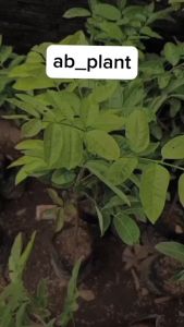 Bibit Kelengkeng Matalada Okulasi Super Cepat Berbuah