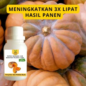 Pupuk Labu Cepat Berbuah / Pupuk Pelebat Buah Labu / Pupuk Booster Labu Cair