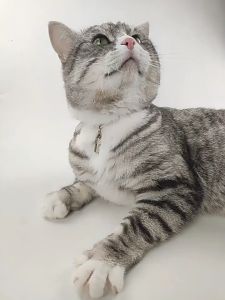 Tag Stainless Steel Berkualitas untuk Nama Pet