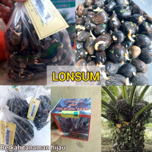bibit benih kecambah polong sawit LONSUM DXP UNGGUL
