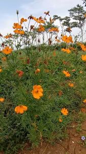 Twinsdaily | Benih Bunga Cosmos Sulphureus Warna Orange