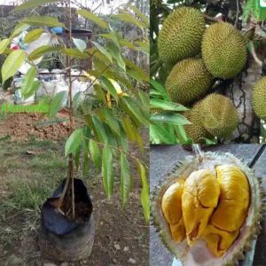 paket bibit durian musangking 3 batang