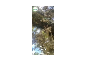 Greengo Baja Air Organik Penggalak Bunga M900 20L/绿多宝催花有机肥水 不来花 花少/Pokok Tak Bunga/Paksa Bunga/Durian Magga  Buahan