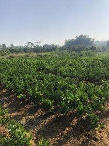 Quất giống 4 mùa (cây tắc)