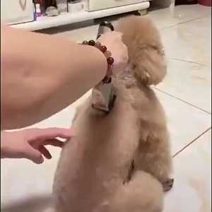 PAKET LENGKAP BaoRun Mesin Alat Cukur Elektrik Bulu Hewan domba Anjing Pet Grooming Recharge - C6