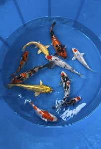 Japan Koi local breed 5-9” sizes Super High Grade 10pcs Combo at 1688 only ! This